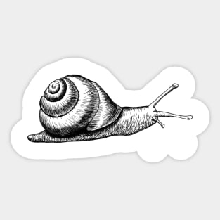 Hand drawn Snail using pen and ink Sticker